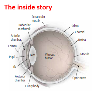 What You Can Do About Floaters And Flashes In The Eye Harvard