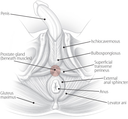 Finding Help For Pelvic Pain A Patient S Story Harvard